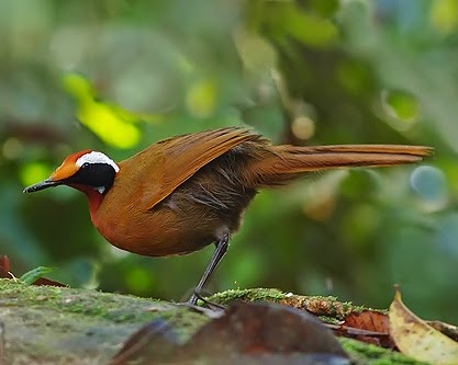 Rail-babbler