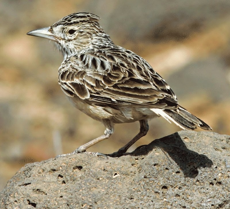 Raso lark