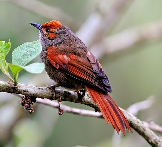 Red-faced spinetail