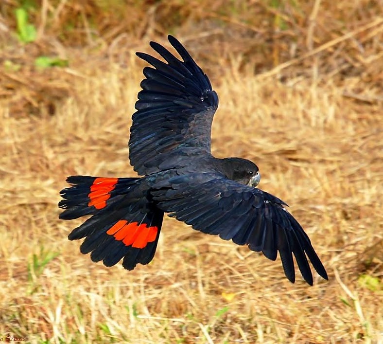 Red-tailed black-cockatoo