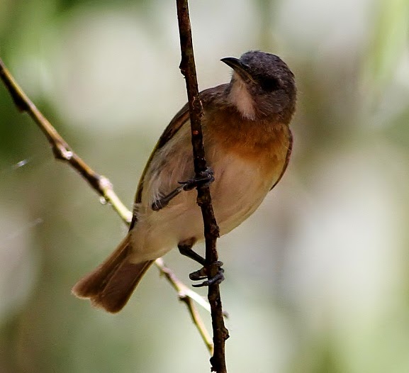 Rufous-banded honeyeater