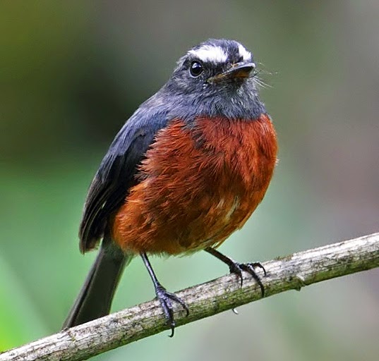 Slaty-backed chat-tyrant