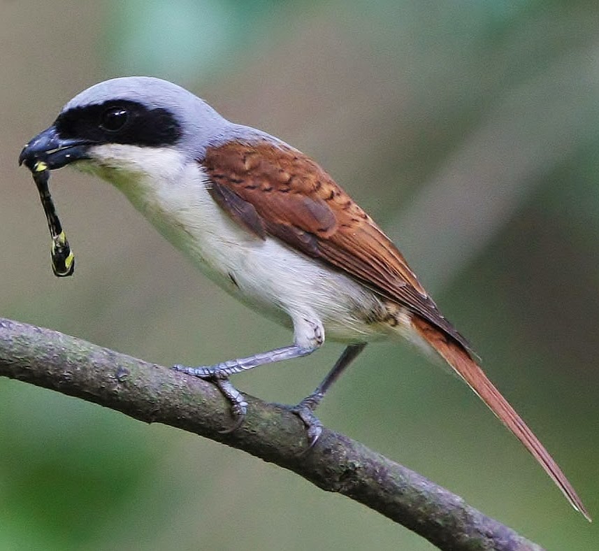 Tiger shrike