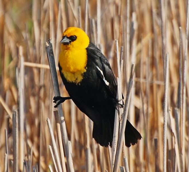 Yellow-headed blackbird