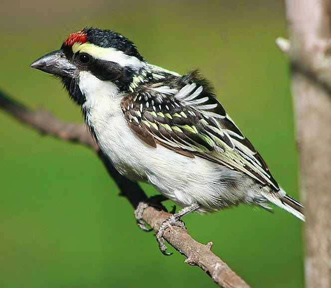 Acacia pied barbet