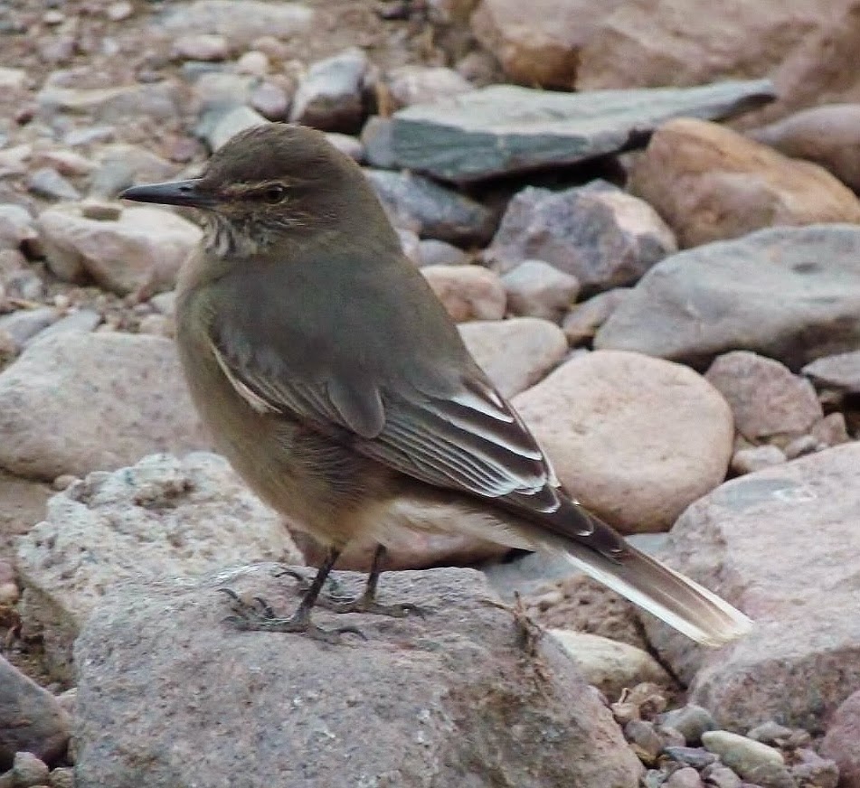 Black-billed shrike-tyrant