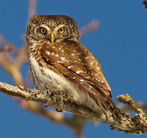 Eurasian pygy-owl