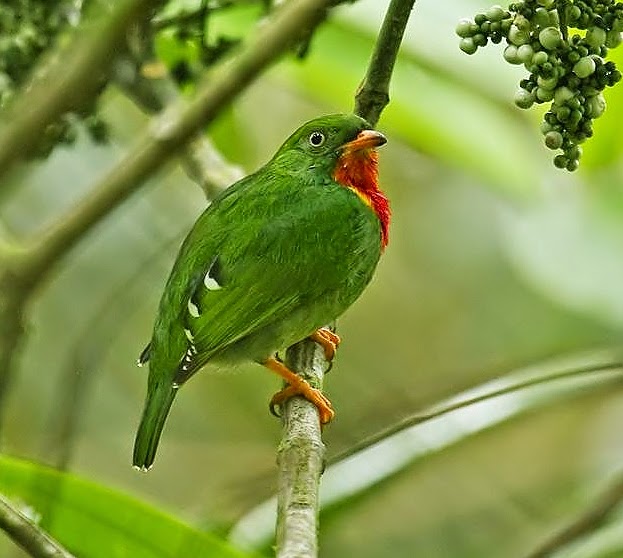 Fiery-throated fruiteater