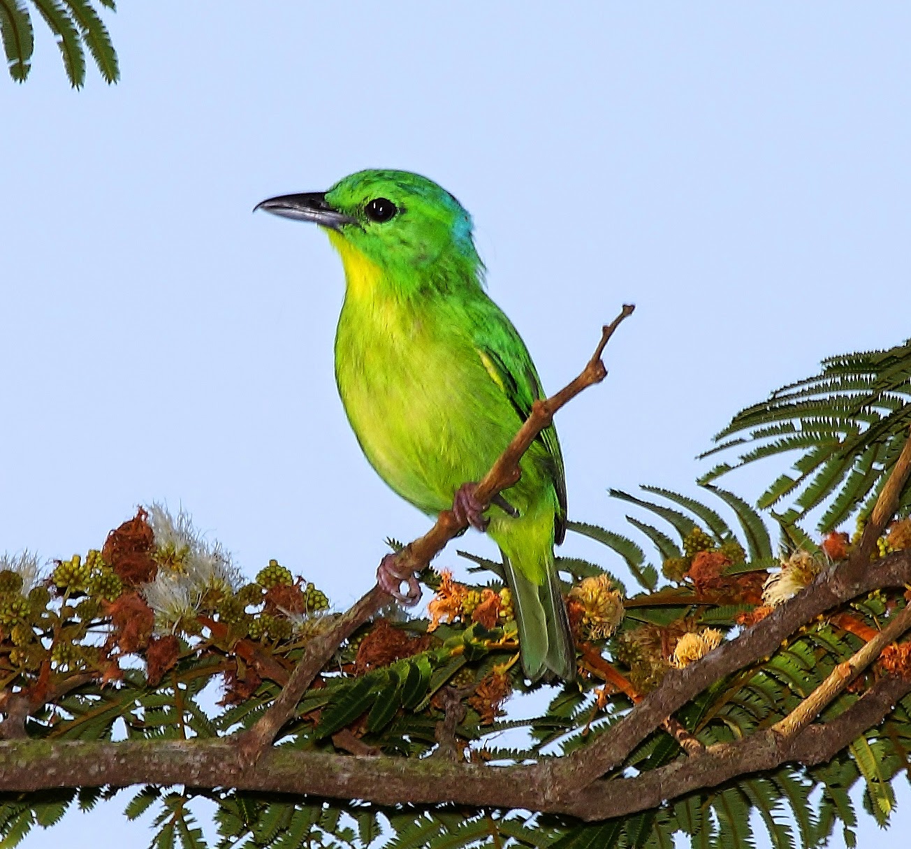 Green shrike-vireo