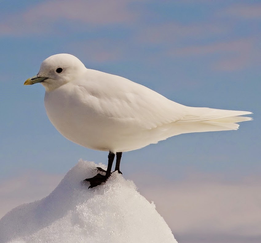 Ivory gull