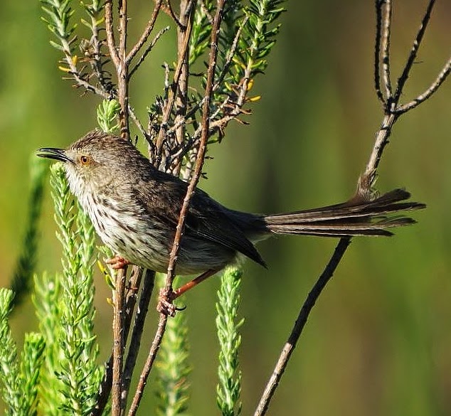 Karoo prinia