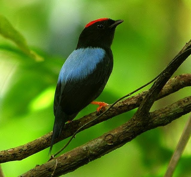 Lance-tailed manakin