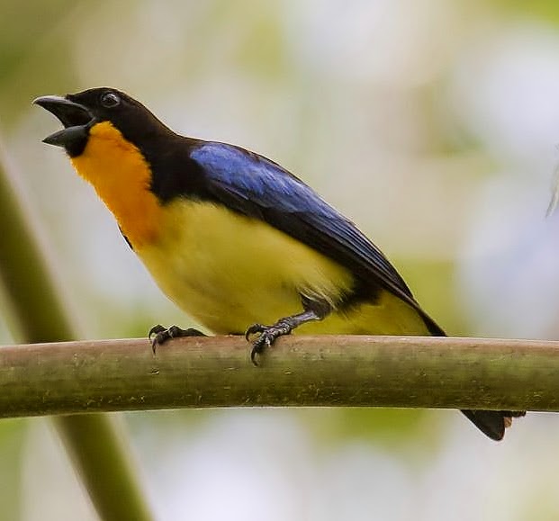 Orange-throated tanager