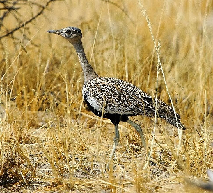 Red-crested bustard