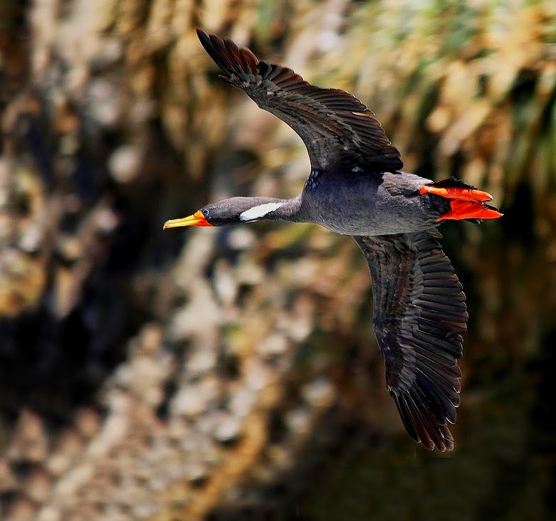 Red-legged cormorant