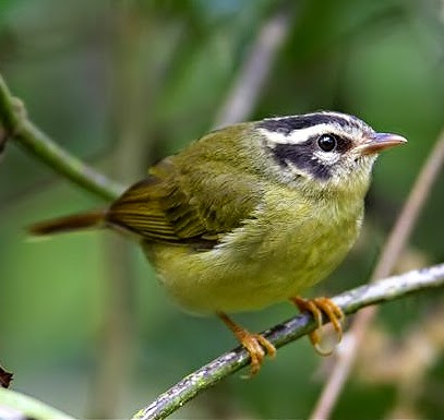 Three-striped warbler