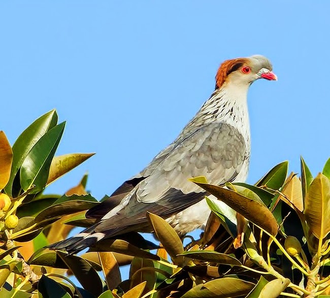 Topknot pigeon