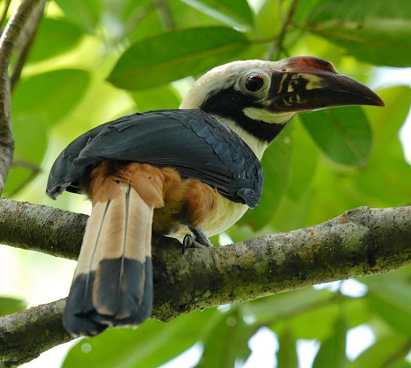 Visayan hornbill