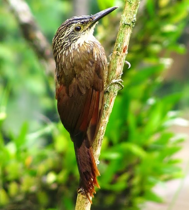 White-throated woodcreeper