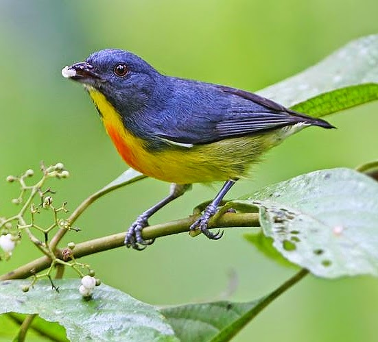 Yellow-rumped flowerpecker