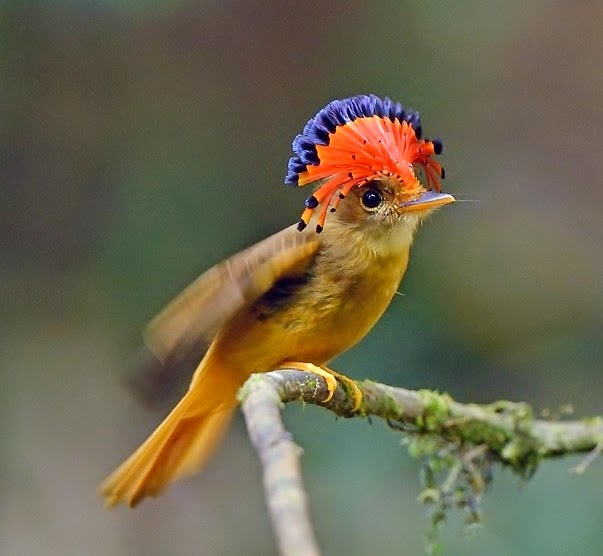 Amazonian royal flycatcher