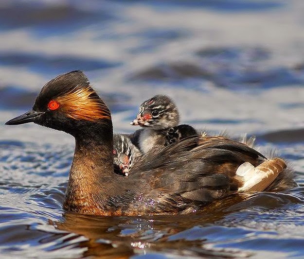 Black-necked grebe