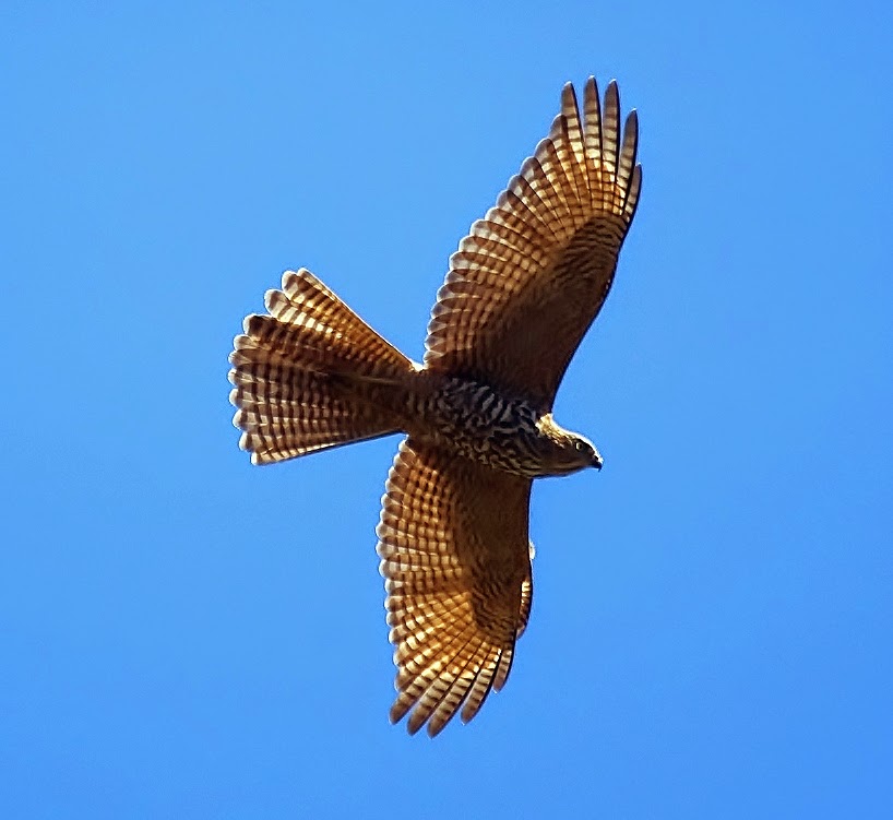 Brown goshawk