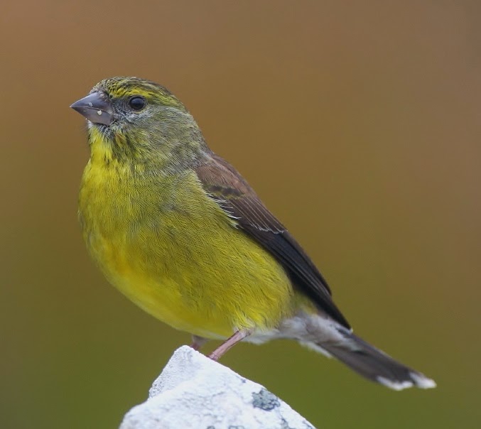 Cape siskin