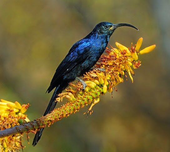 Common scimitarbill