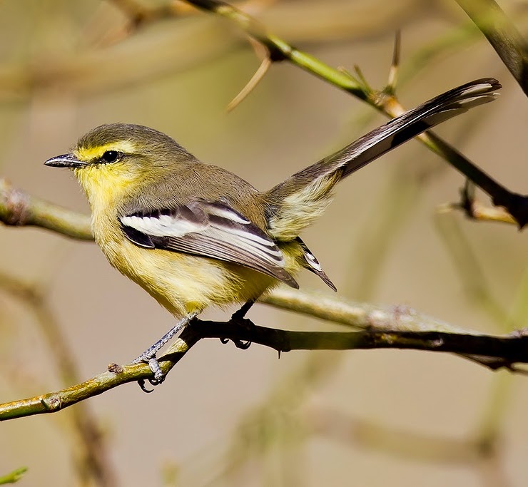 Greater wagtail-tyrant