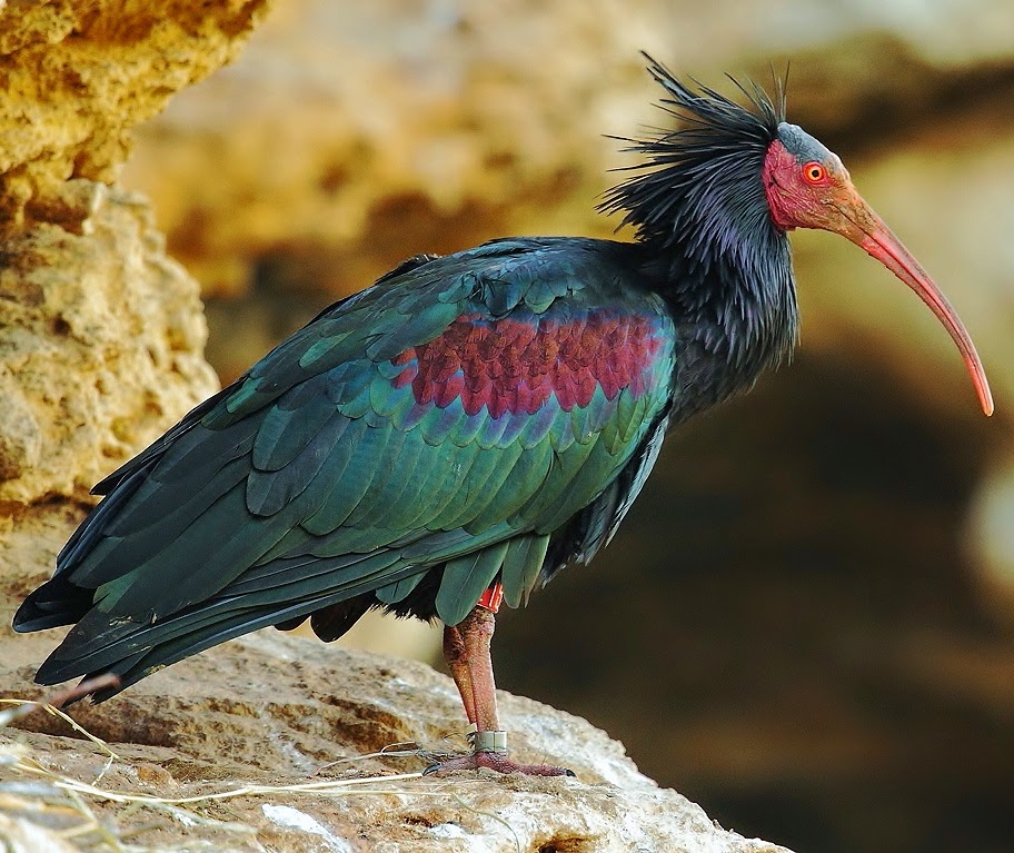 Northern bald ibis