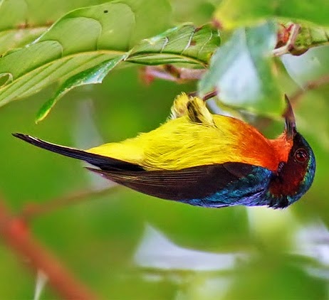 Ruby-cheeeked sunbird