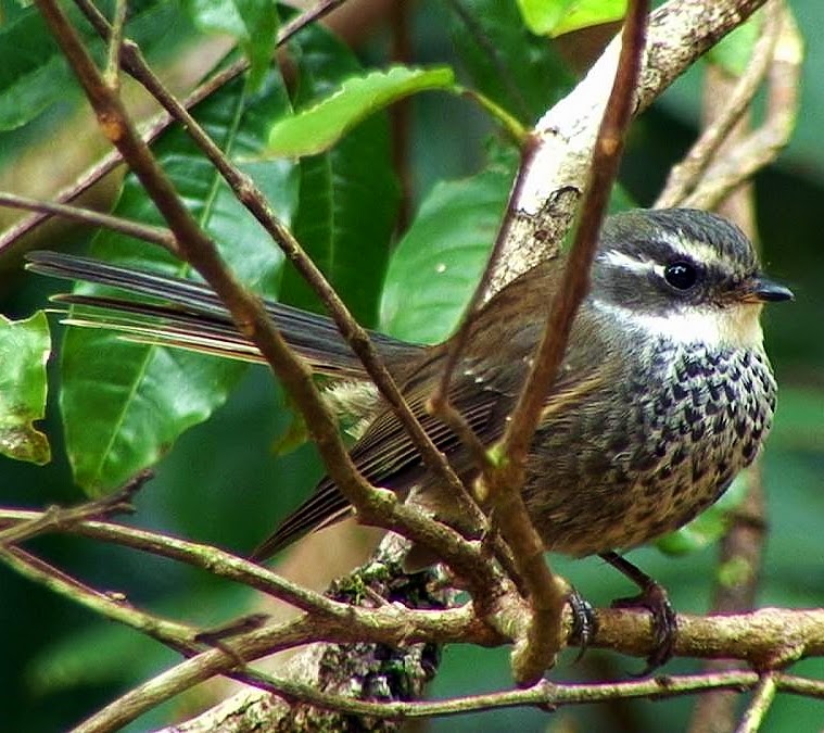 Streaked fantail