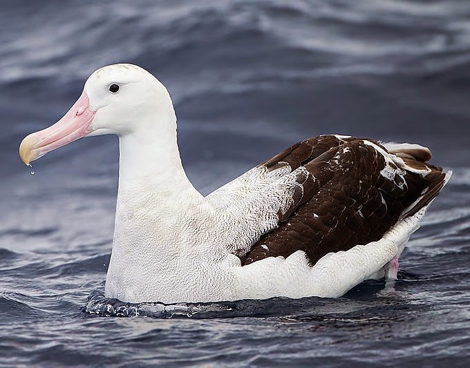 Wandering albatross