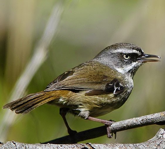 White-browed scrubwren