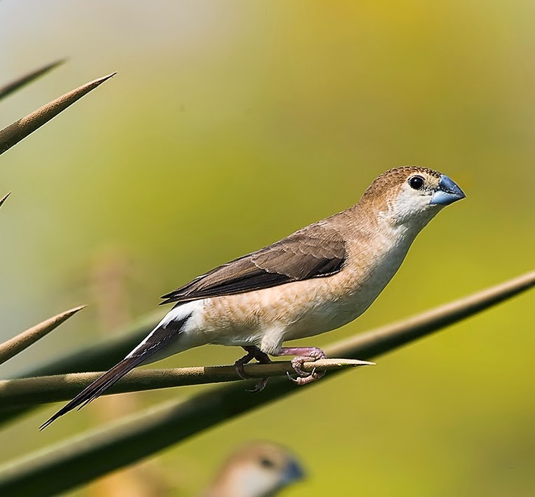 White-throated munia