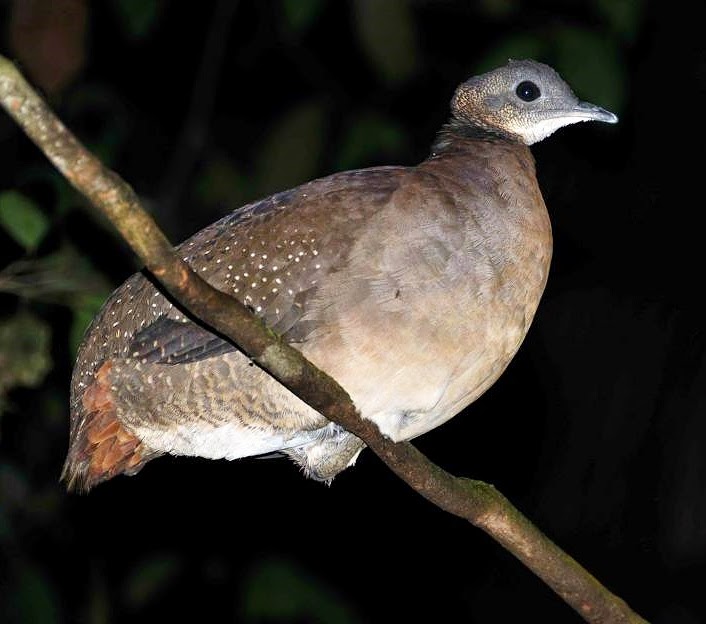 White-throated tinamou