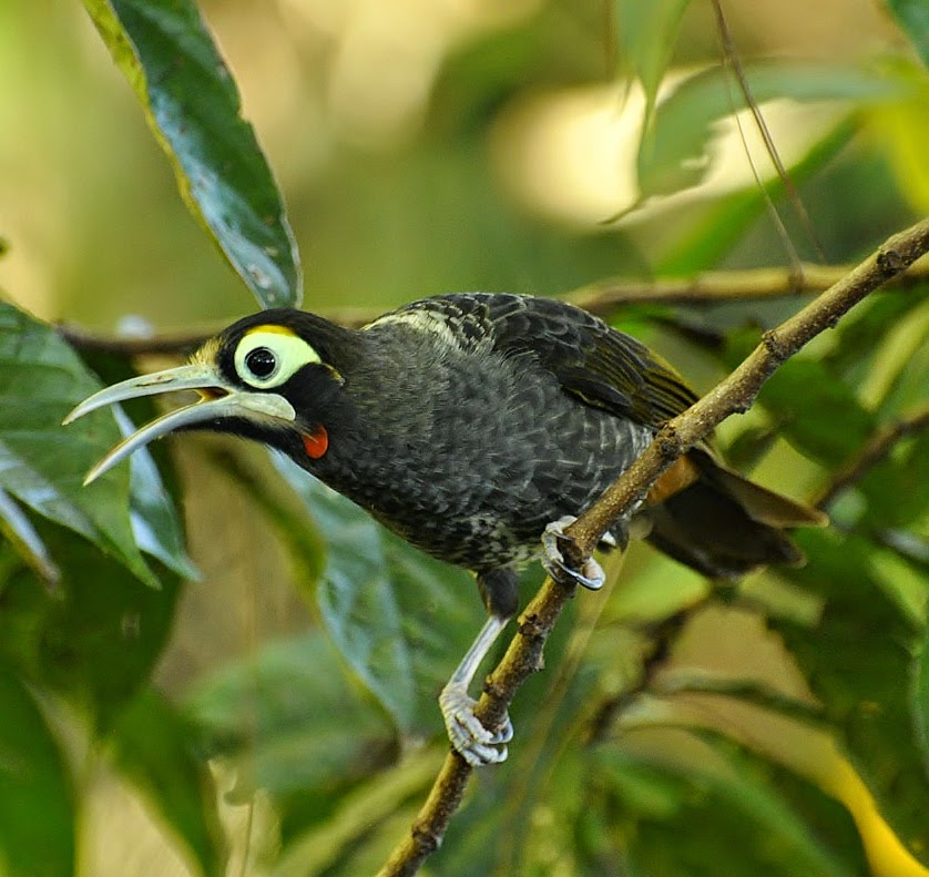 Yellow-browed melidectes