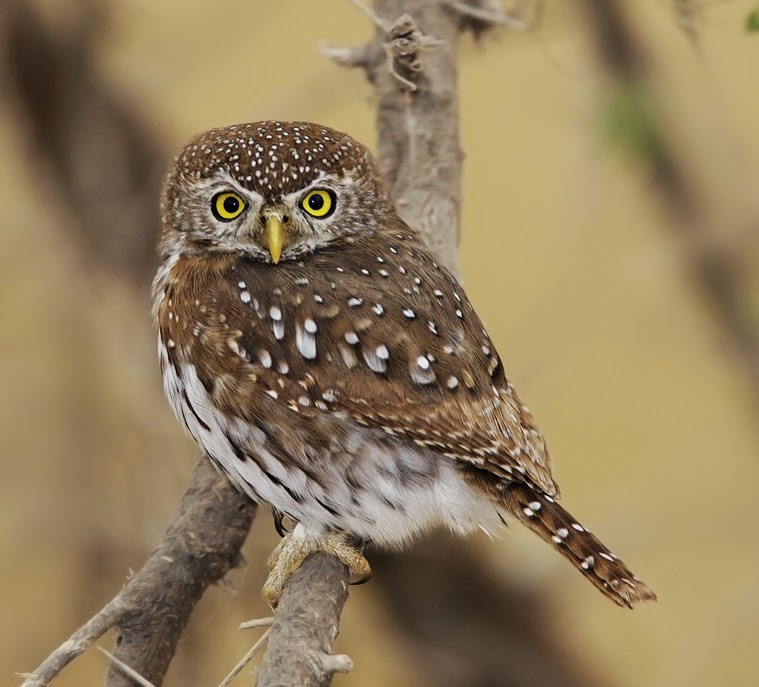 African barred owlet