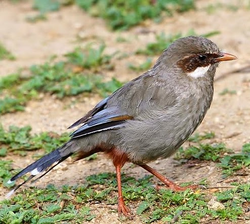 Brown-cheeked laughingthrush