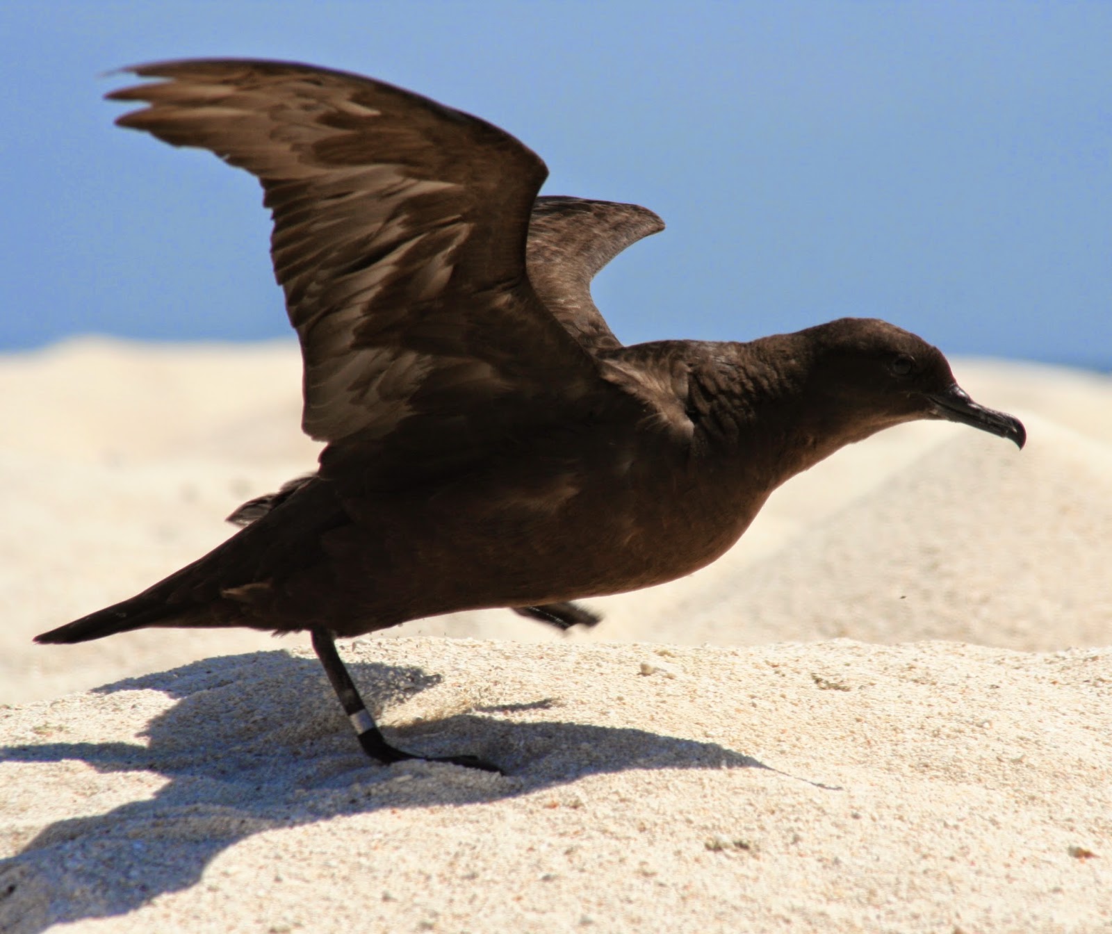 Christmas shearwater