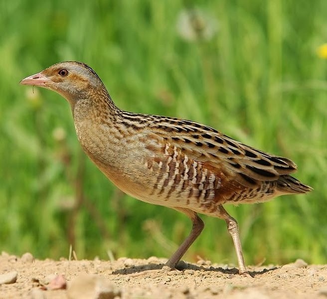 Corn crake