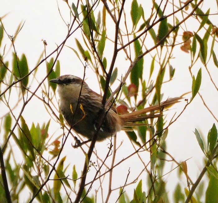 Great spinetail