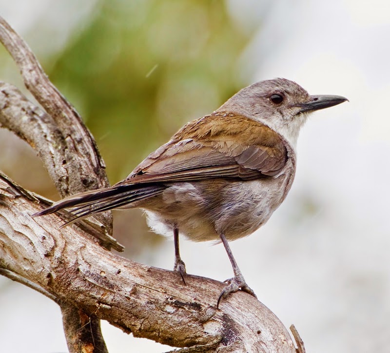 Grey shrike-thrush