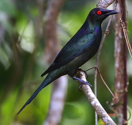 Metallic starling