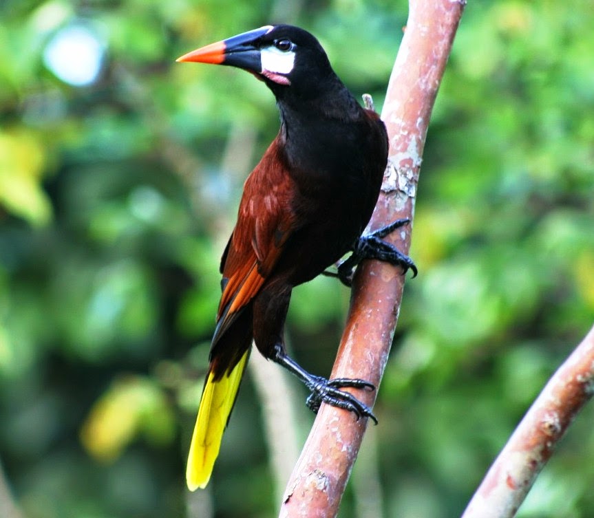 Montezuma oropendola