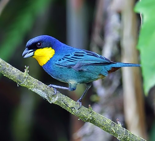 Purplish-mantled tanager