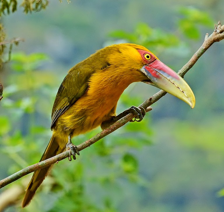 Saffron toucanet