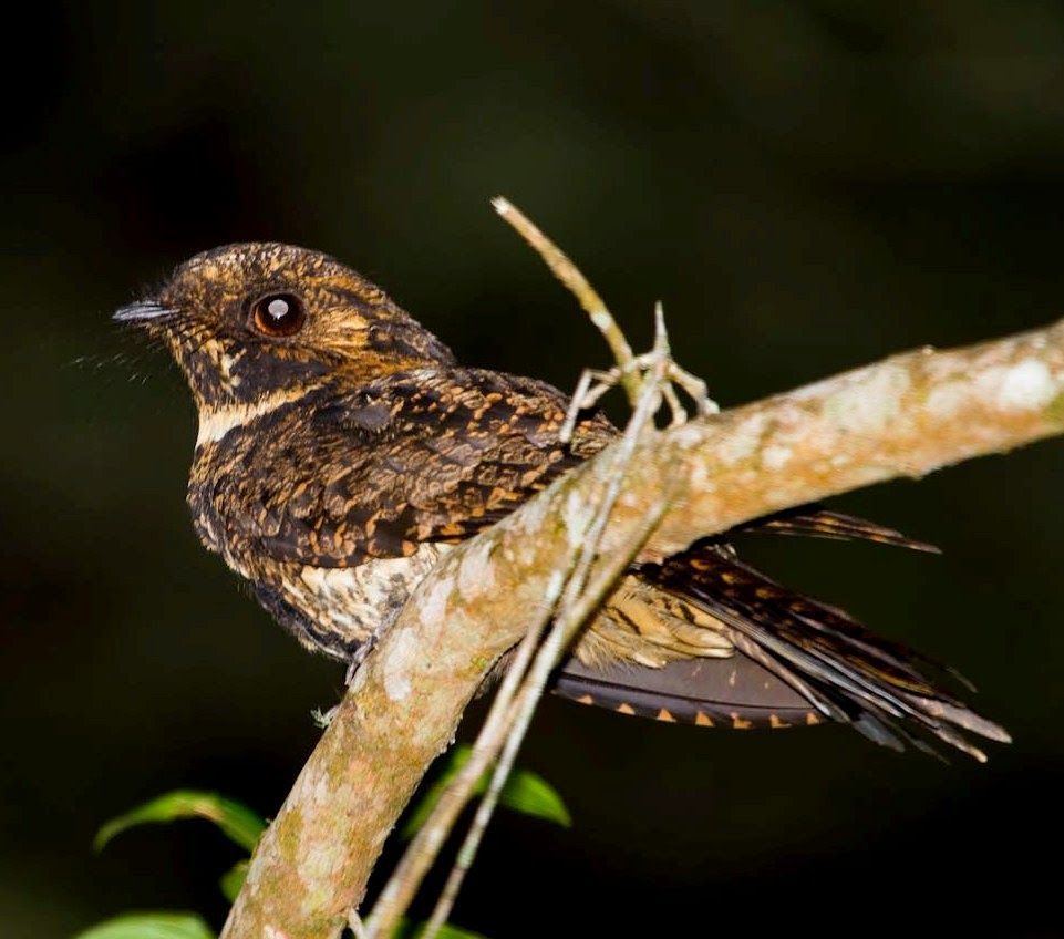 Silky-tailed nightjar