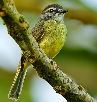 Sooty-headed tyrannulet